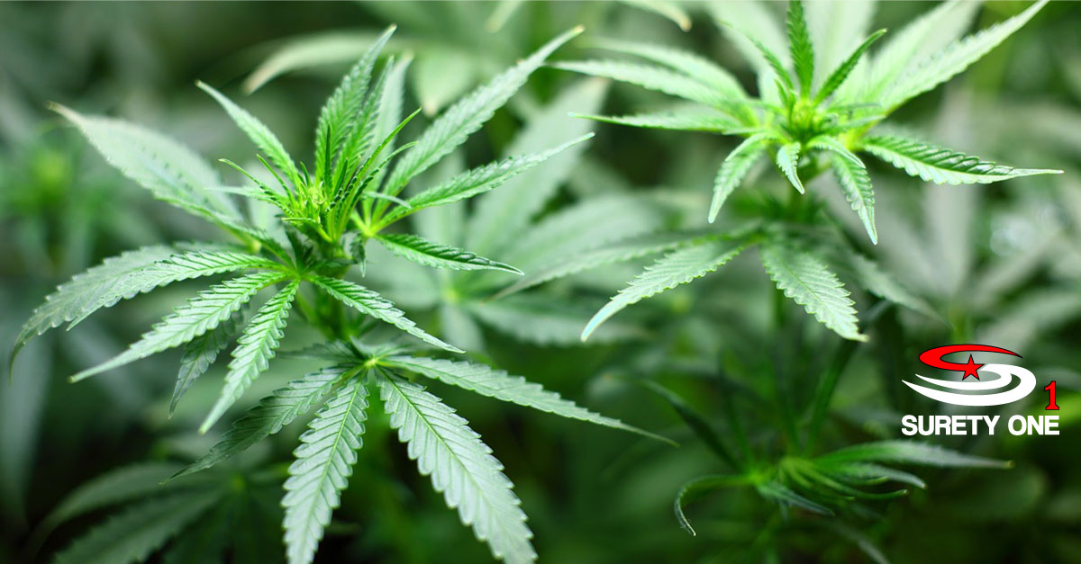 arkansas medical marijuana dispensary bond
