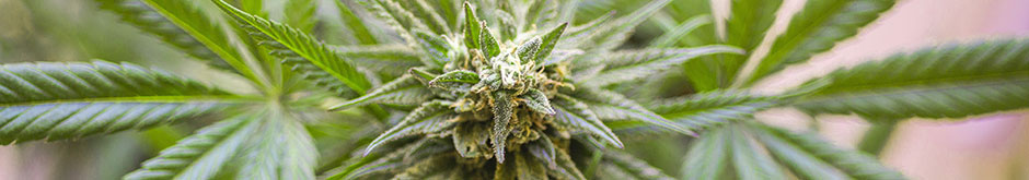 Cannabis Business Surety Bonds • Surety One, Inc.